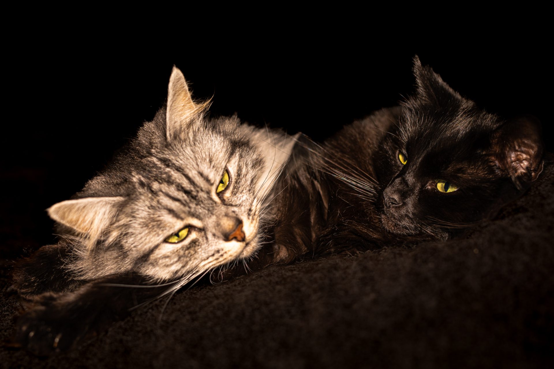 Katten | Gayla & Grace